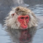 Japanmakake, Schneeaffe, Rotgesichtsmakake (Macaca fuscata)