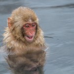 Japanmakake, Schneeaffe, Rotgesichtsmakake (Macaca fuscata)