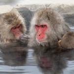 Japanmakake, Schneeaffe, Rotgesichtsmakake (Macaca fuscata)