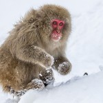Japanmakake, Schneeaffe, Rotgesichtsmakake (Macaca fuscata)