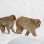 Japanmakake, Schneeaffe, Rotgesichtsmakake (Macaca fuscata)