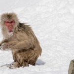 Japanmakake, Schneeaffe, Rotgesichtsmakake (Macaca fuscata)