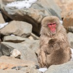 Japanmakake, Schneeaffe, Rotgesichtsmakake (Macaca fuscata)