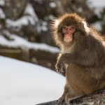Japanmakake, Schneeaffe, Rotgesichtsmakake (Macaca fuscata)