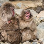 Japanmakake, Schneeaffe, Rotgesichtsmakake (Macaca fuscata)