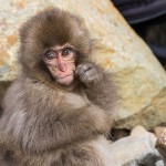 Japanmakake, Schneeaffe, Rotgesichtsmakake (Macaca fuscata)