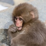 Japanmakake, Schneeaffe, Rotgesichtsmakake (Macaca fuscata)