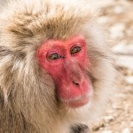 Japanmakake, Schneeaffe, Rotgesichtsmakake (Macaca fuscata)