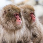Japanmakake, Schneeaffe, Rotgesichtsmakake (Macaca fuscata)