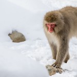 Japanmakake, Schneeaffe, Rotgesichtsmakake (Macaca fuscata)
