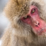 Japanmakake, Schneeaffe, Rotgesichtsmakake (Macaca fuscata)