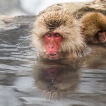 Japanmakake, Schneeaffe, Rotgesichtsmakake (Macaca fuscata)