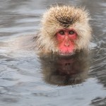 Japanmakake, Schneeaffe, Rotgesichtsmakake (Macaca fuscata)