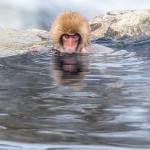 Japanmakake, Schneeaffe, Rotgesichtsmakake (Macaca fuscata)