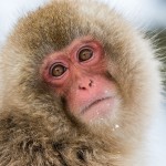 Japanmakake, Schneeaffe, Rotgesichtsmakake (Macaca fuscata)