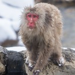 Japanmakake, Schneeaffe, Rotgesichtsmakake (Macaca fuscata)