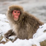 Japanmakake, Schneeaffe, Rotgesichtsmakake (Macaca fuscata)
