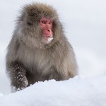Japanmakake, Schneeaffe, Rotgesichtsmakake (Macaca fuscata)