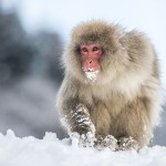 Japanmakake, Schneeaffe, Rotgesichtsmakake (Macaca fuscata)