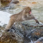 Japanmakake, Schneeaffe, Rotgesichtsmakake (Macaca fuscata)