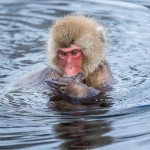 Japanmakake, Schneeaffe, Rotgesichtsmakake (Macaca fuscata)