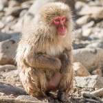 Japanmakake, Schneeaffe, Rotgesichtsmakake (Macaca fuscata)