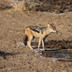 Schabrakenschakal (Canis mesomelas)