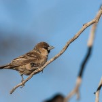 Siedelweber (Philetairus socius)