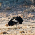 Afrikanischer Strauß (Struthio camelus)