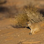 Fuchsmanguste (Cynictis penicillata)