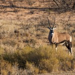 Spießbock (Oryx gazella)