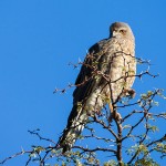 Steppenfalke juvenil (Falco rupicoloides)