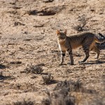 Afrikanische Wildkatze, Falbkatze (Felis sylvestris lybica)