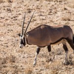 Spießbock (Oryx gazella)