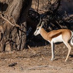 Springbock (Antidorcas)