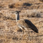 Riesentrappe (Ardeotis kori)