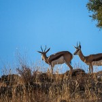 Springböcke ( Antidorcas)