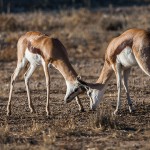 Springböcke ( Antidorcas)