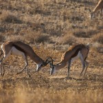 Springböcke ( Antidorcas)