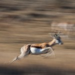 Springbock (Antidorcas)