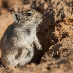 Brants`Pfeifratte (Parotomys brantsii)