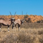 Spießböcke (Oryx gazella)