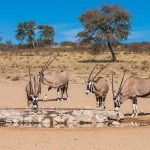 Spießböcke (Oryx gazella)