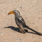 Südlicher Gelbschnabeltoko ( Tockus leucomelas)