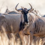 Streifengnu (Connochaetes taurinus)