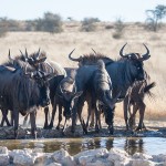 Streifengnu (Connochaetes taurinus)