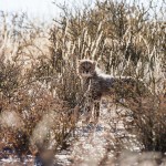 Gepard, (Acinonyx jubatus)