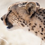 Gepard, (Acinonyx jubatus)
