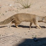 Fuchsmanguste (Cynictis penicillata)
