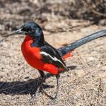 Rotbauchwürger (Lanarius atrococcineus)